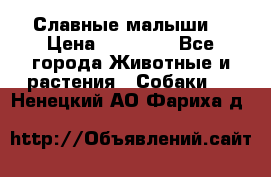 Славные малыши! › Цена ­ 10 000 - Все города Животные и растения » Собаки   . Ненецкий АО,Фариха д.